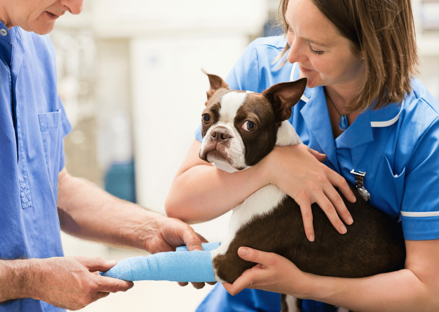 A woman gently holds a dog with a cast on its leg