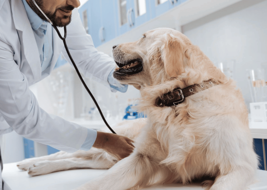 A man conducts an examination of a dog