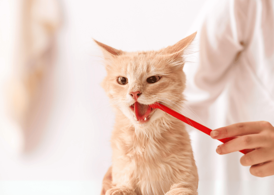 A person gently brushes a cat's teeth using a red toothbrush