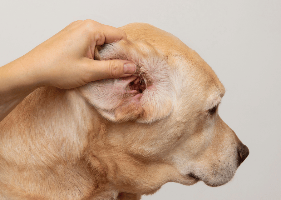 A person gently petting a dog's ear