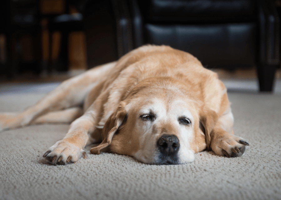 A dog lying peacefully on the floor