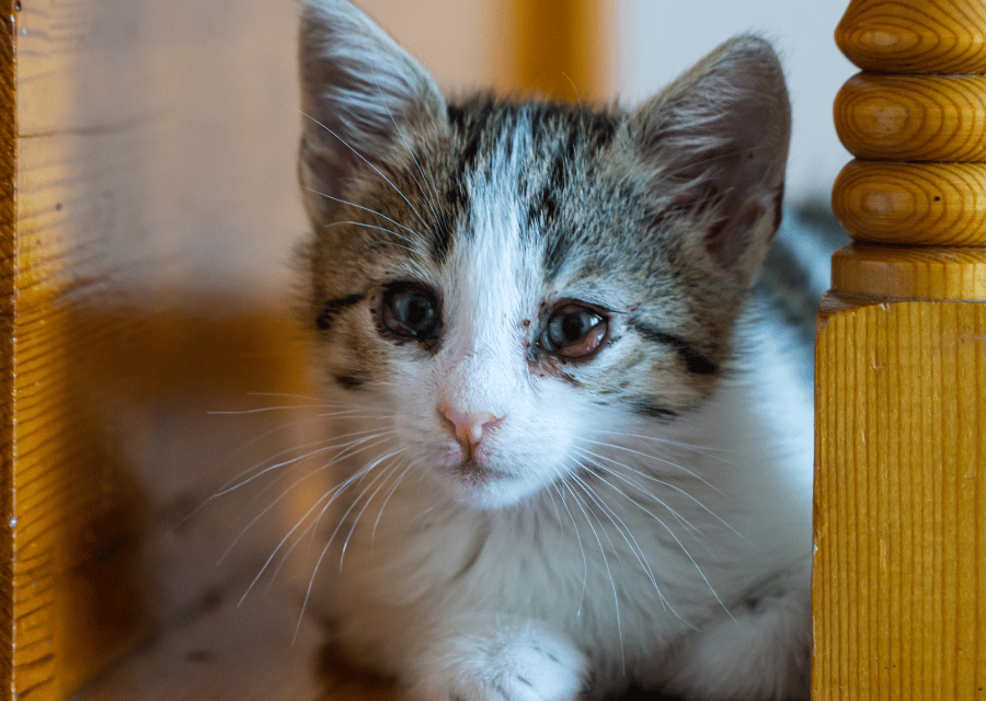 A small kitten sits on the floor beside a wooden chair