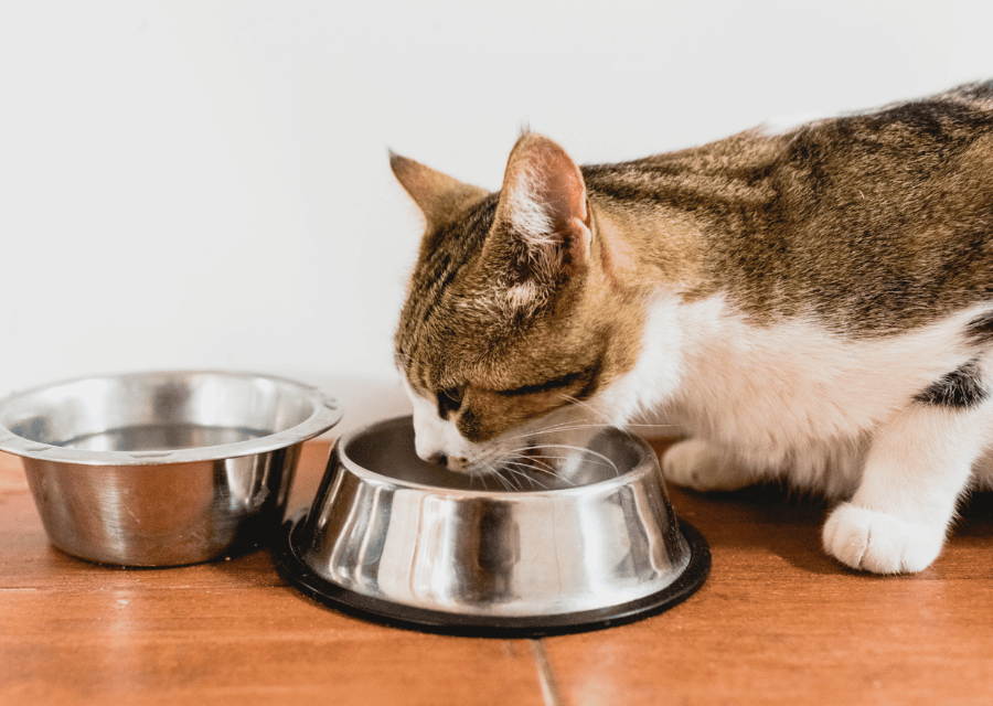 A cat happily eating from a bowl of food