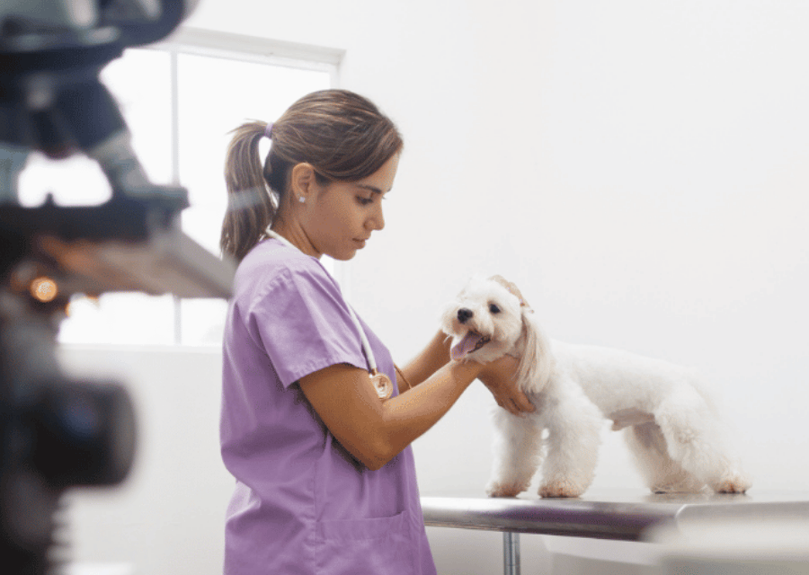 A woman gently pets a white dog