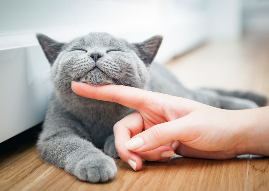 person gently petting a cat