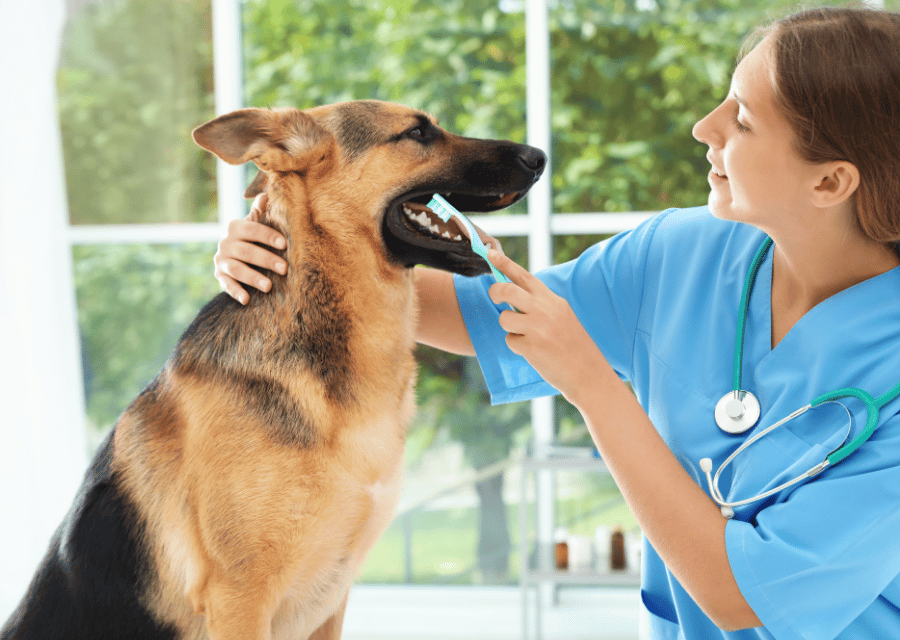 A woman gently brushes a dog's teeth