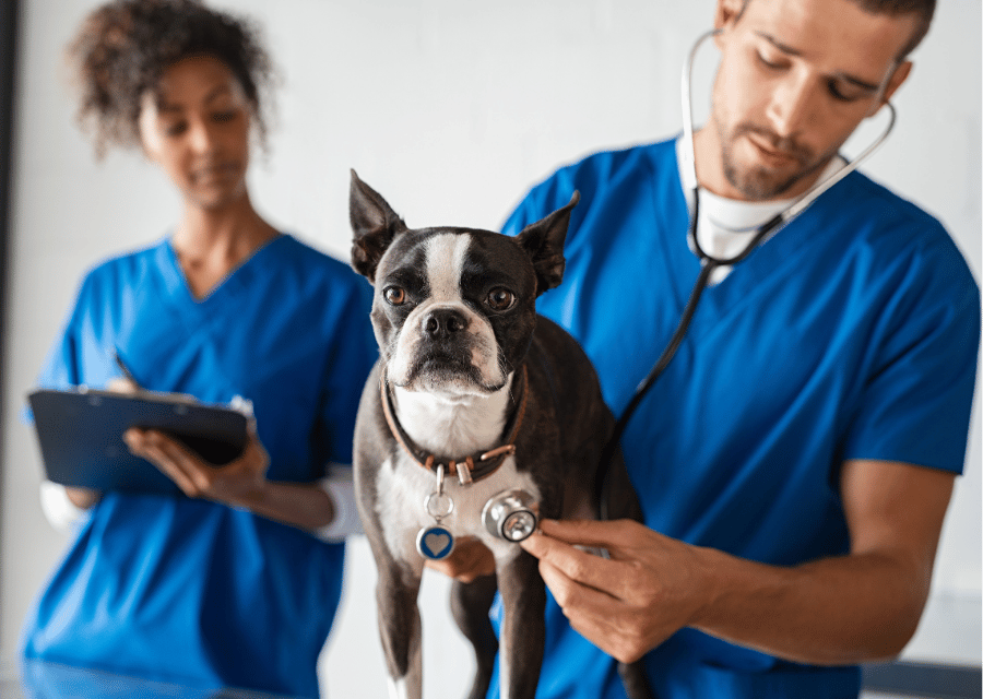 A vet carefully examines a dog with a stethoscope