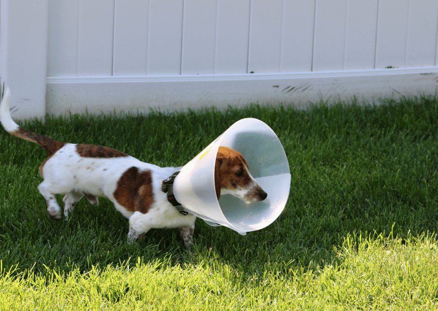 A dog wearing a cone collar sits calmly