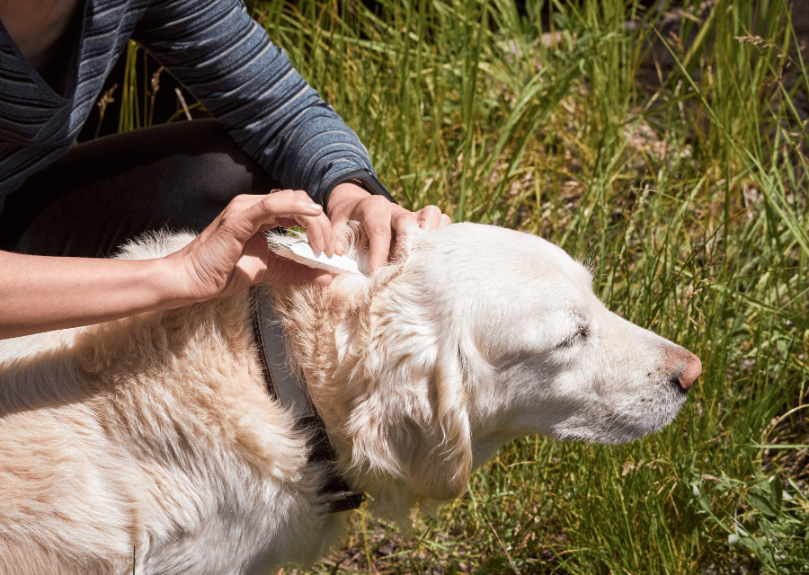 A woman conducts an examination of dog