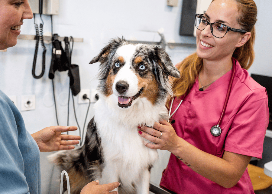 A woman is inspecting a dog at the veterinarian's office