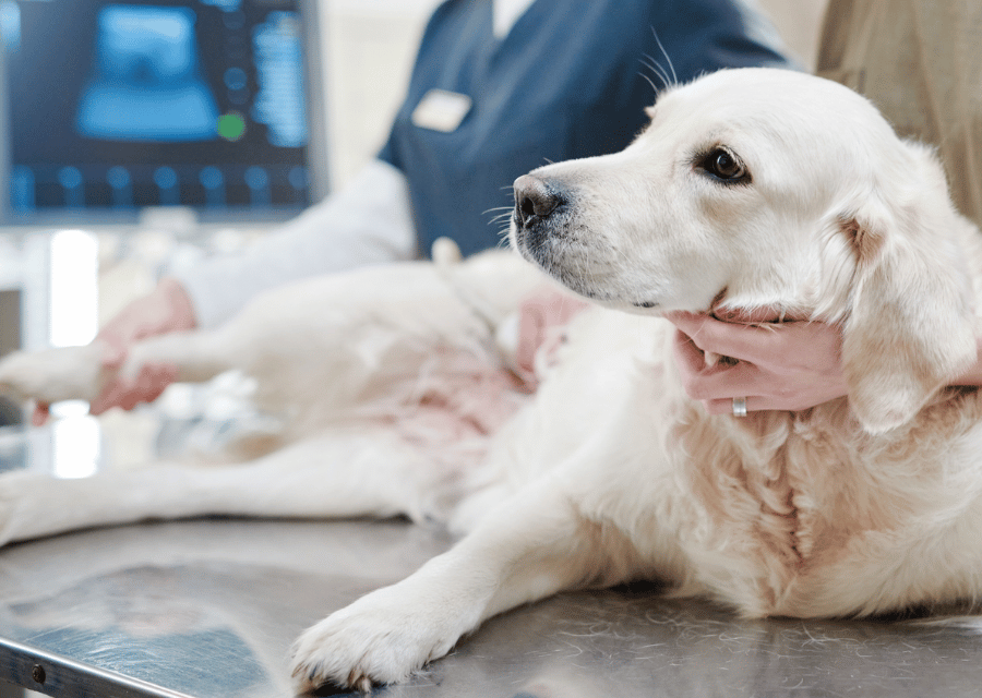 A fluffy white dog lounging on a table