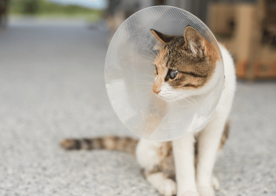 A cat wearing a cone around its head